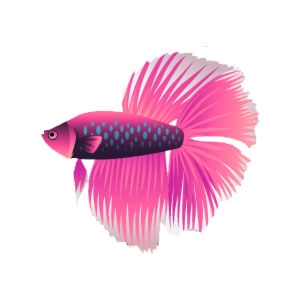 Fuscia Doubletail Betta